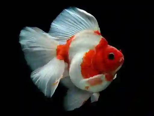遊戲Gold Fish Jigsaw Puzzle在線