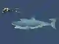 遊戲Mad Shark在線