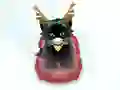 遊戲Pet Sledding在線