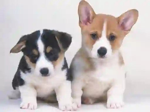遊戲Cute Puppies Puzzle在線