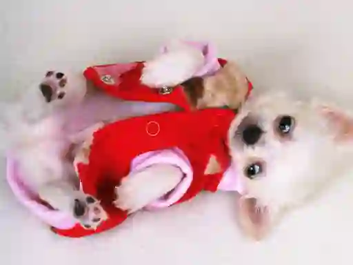 遊戲Lovely Puppy Slide在線
