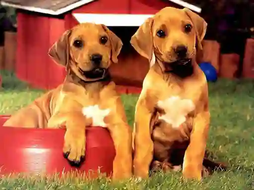 遊戲Puppy Pairs Puzzle在線