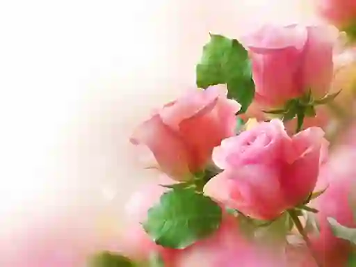 遊戲Pink Roses在線