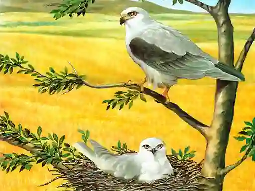 遊戲Birds Of Prey Puzzle在線