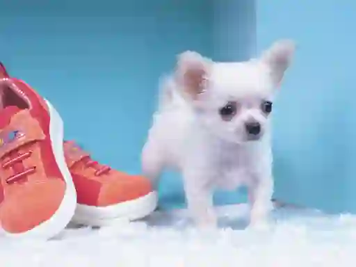 遊戲Lovely Puppy Puzzle在線