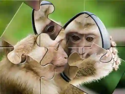 遊戲Chimpanzee Jigsaw在線