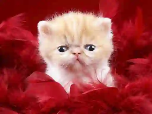 遊戲Funny Kitty在線