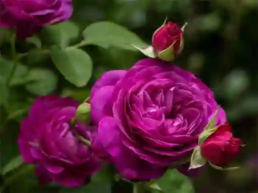 遊戲Purple Roses在線