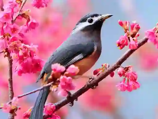 遊戲Lovable Birds在線