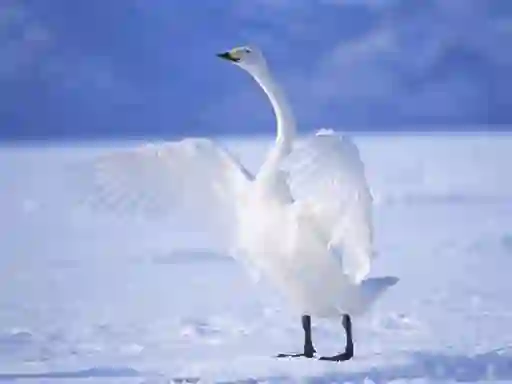 遊戲Graceful Swans在線