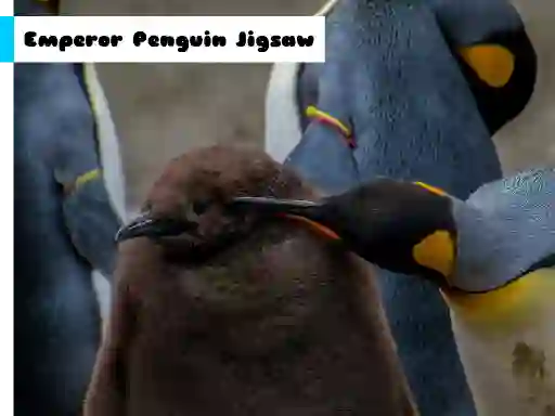遊戲Emperor Penguin Jigsaw在線