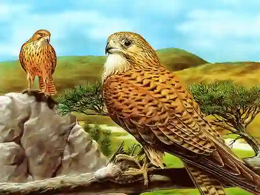 遊戲Birds of Prey Slide在線