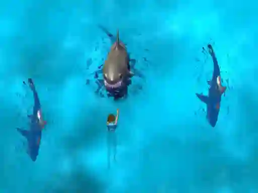 遊戲Avoid the Sharks在線