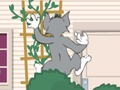 遊戲湯姆和傑里：Wasserbomben Wahnsinn 在線