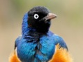 遊戲動物拼圖：野生動物與邏輯在線