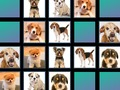 遊戲動物記憶 在線