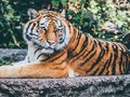 遊戲賈吉拼圖 在線