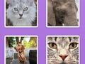 遊戲圖片滑動動物在線