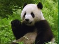 遊戲熊貓拼圖在線