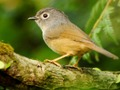遊戲鳥類滑動在線