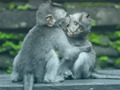 遊戲黑猩猩拼圖在線