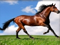 遊戲動物拼圖馬在線