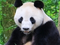 遊戲動物拼圖 在線