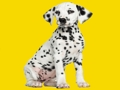 遊戲Phantom Pups 拼圖 在線