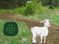 遊戲山羊找到孩子 在線
