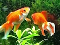 遊戲藍魚逃脫 在線