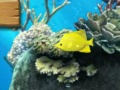 遊戲大魚吃小 在線